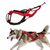 FurryFusion Laisse pour chien de course