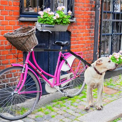 Pet Planet Corde de traction pour vélo avec chien pour l'extérieur