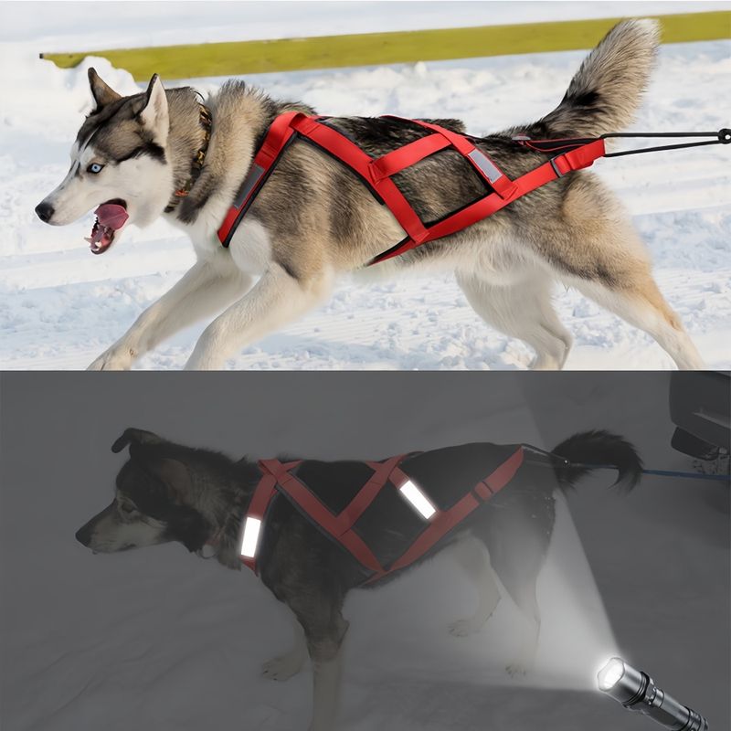 FurryFusion Laisse pour chien de course