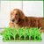 Pet Planet Tapis Slow Food en herbe