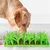 Pet Planet Tapis Slow Food en herbe