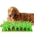 Pet Planet Tapis Slow Food en herbe