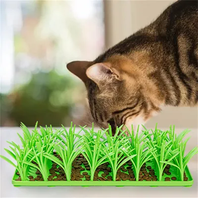 Pet Planet Alfombra de hierba Slow Food