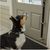IntiMeg Cloche de dressage pour chats et chiens