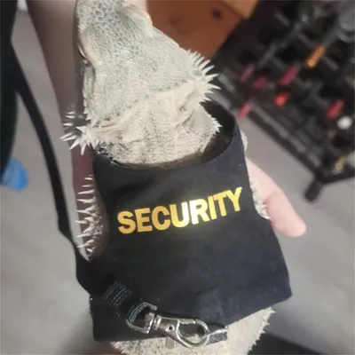 Pet Planet Harnais et laisse pour lézards et écureuils