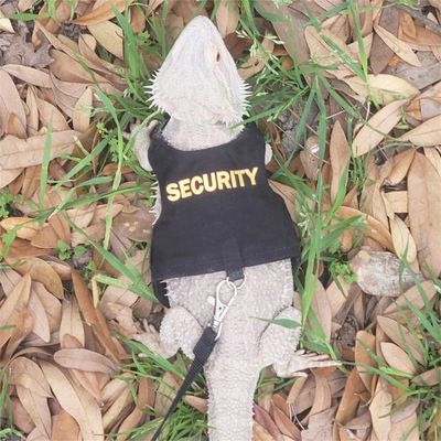Pet Planet Harnais et laisse pour lézards et écureuils