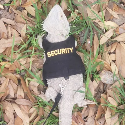 Pet Planet Harnais et laisse pour lézards et écureuils