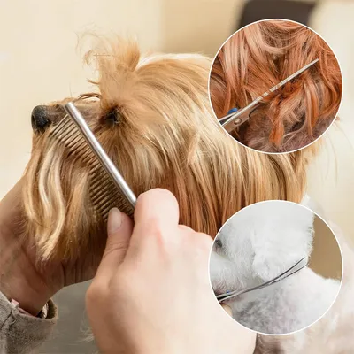 Pet Planet Kit de ciseaux de toilettage pour chien et chat