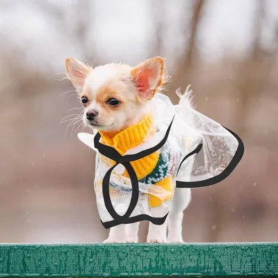 ZenPets Transparent Nylon Waterproof Coat Pour Chiens et Chats