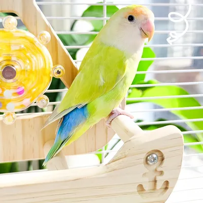 FurryFusion Juguete para loros con forma de barco pirata