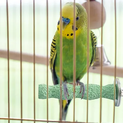 ZenPets Pierre de meulage molaire en résine pour perroquet