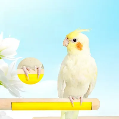 ZenPets Pôle de perche d'oiseau multifonctionnel