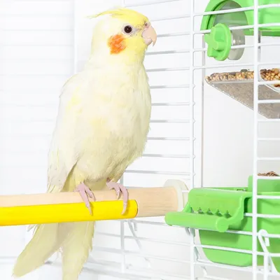 ZenPets Pôle de perche d'oiseau multifonctionnel