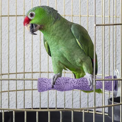 ZenPets Pierre de meulage molaire en résine pour perroquet