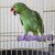 ZenPets Pierre de meulage molaire en résine pour perroquet