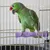 ZenPets Pierre de meulage molaire en résine pour perroquet