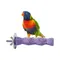 ZenPets Pierre de meulage molaire en résine pour perroquet Violet