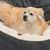 Pet Planet Panier Pour Chiens Et Chats