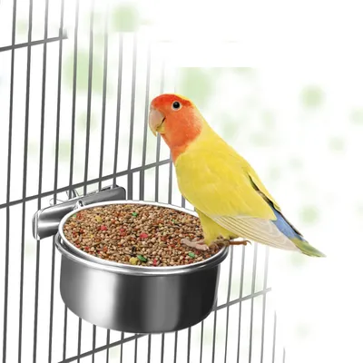 UAMLY Mangeoire à oiseaux avec clip