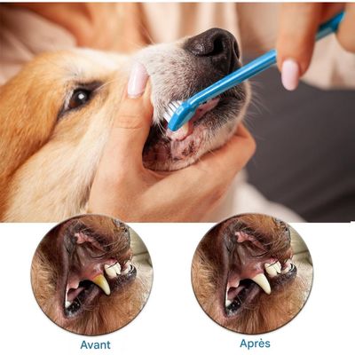 Pet Planet Brosse à Dents Pour Chiens et Chats