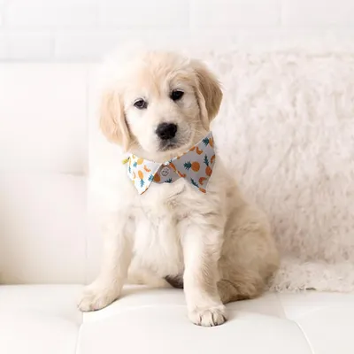 UAMLY Colliers pour chats à ouverture rapide