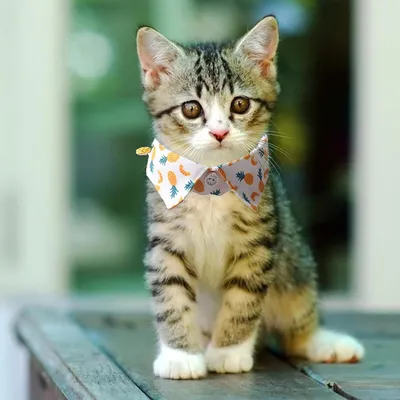 UAMLY Colliers pour chats à ouverture rapide