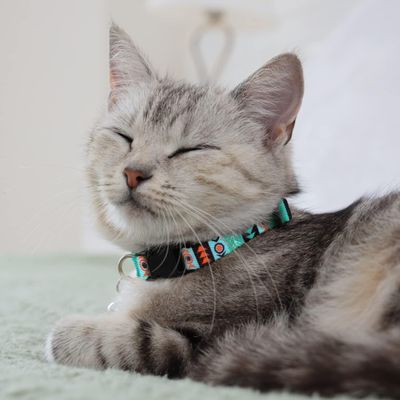 UAMLY Abnehmbares Katzenhalsband mit Glöckchen