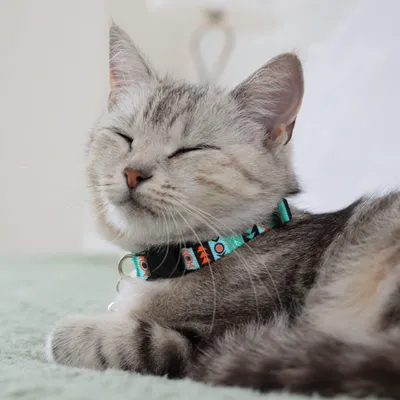 UAMLY Collar desmontable para gato con cascabel