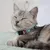 UAMLY Collier pour chat détachable avec clochette