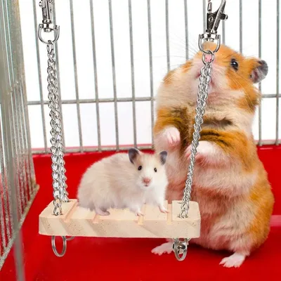 ZooVenture Jouet Suspendu En Bois Pour Petit Animal Comme Hamster