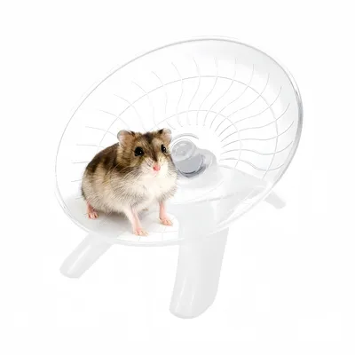 FurryFusion Roue d'exercice pour petits animaux