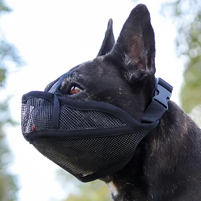 FurryFusion Muselière anti-morsure pour chien