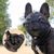 FurryFusion Muselière anti-morsure pour chien