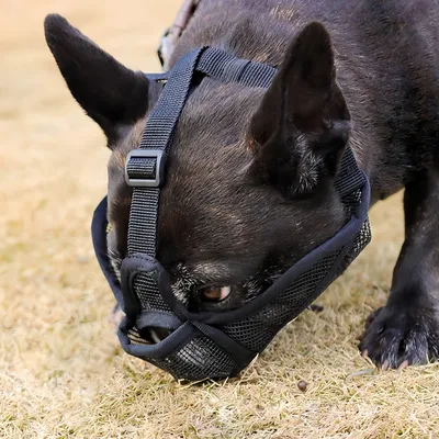 FurryFusion Muselière anti-morsure pour chien