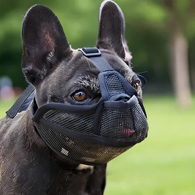 FurryFusion Muselière anti-morsure pour chien