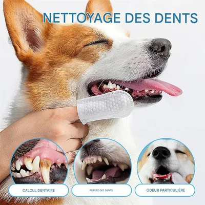 ZenPets Jouet de refroidissement pour chien