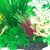 FurryFusion Plantes aquatiques artificielles pour aquarium