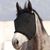 FurryFusion Masque anti-moustiques pour chevaux