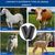 ZooVenture Lot De 4 Guêtres De Protection Pour Cheval Pour Chevaux