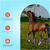 ZooVenture Lot De 4 Guêtres De Protection Pour Cheval Pour Chevaux