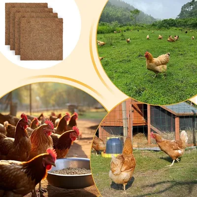 ZooVenture Ensemble De 4 Nids Pour Poules Réutilisables Pour Volaille