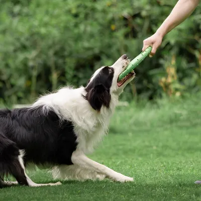 UAMLY Frisbee interactif pour chien