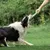 UAMLY Frisbee interactif pour chien