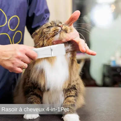 Pet Planet Tondeuse Kit Toilettage Électrique Pour Chien Et Chat