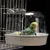 IntiMeg Baignoire suspendue pour oiseaux