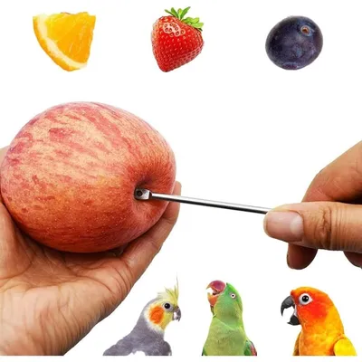 ZooVenture Brochettes Nourriture 3 Pièces Acier Inox Pour Perroquets