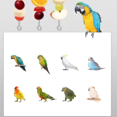 ZooVenture Brochetas de acero inoxidable de 3 piezas para loros
