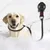 ZenPets Boucle de toilettage pour chien ZenPets Boucle de toilettage pour chien