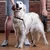 ZenPets Boucle de toilettage pour chien ZenPets Boucle de toilettage pour chien