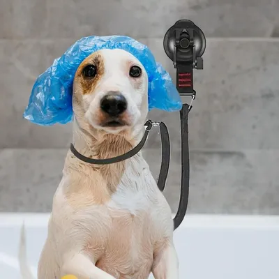 ZenPets Boucle de toilettage pour chien ZenPets Boucle de toilettage pour chien